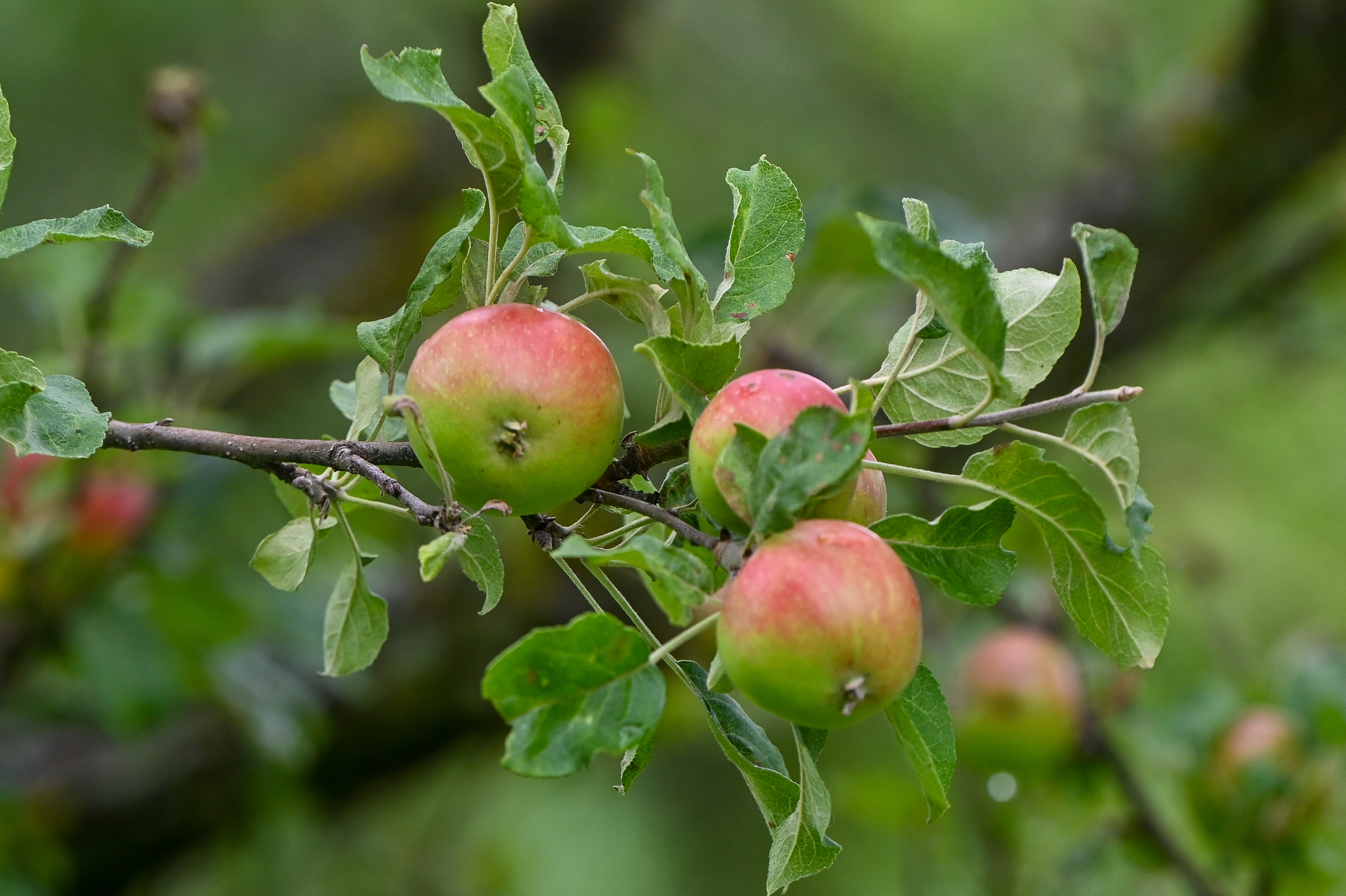 dsc_0489-1-hackl-obstgarten-blumen-240707.jpg